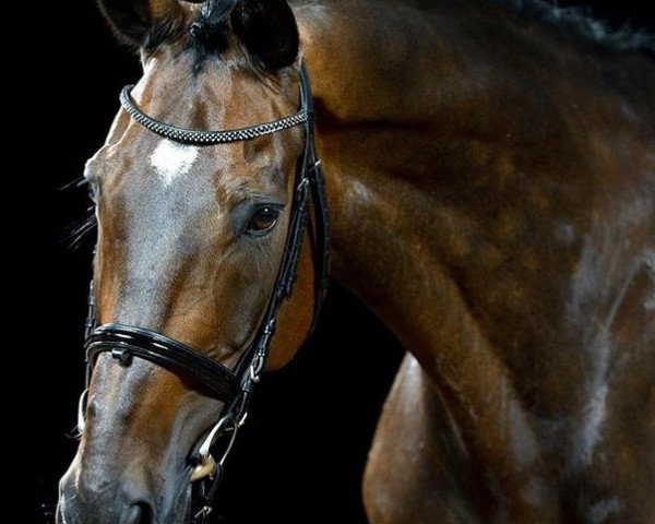 horse Denargio (Württemberger, 2006, from Denaro)