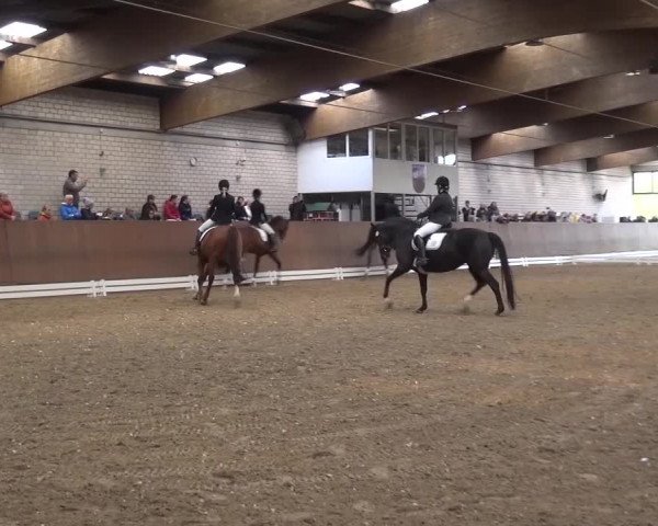 Reitturnier Leverkusen-Rheindorf 2016