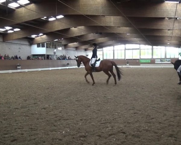 Reitturnier Leverkusen-Rheindorf 2016