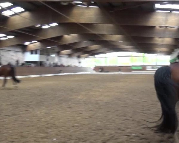 Reitturnier Leverkusen-Rheindorf 2016