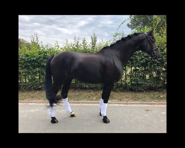 horse Seduction in Black (Hanoverian, 2010, from Soliman)