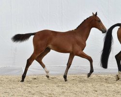 jumper Ebelle Coco (Zangersheide riding horse, 2014, from El Clarimo)