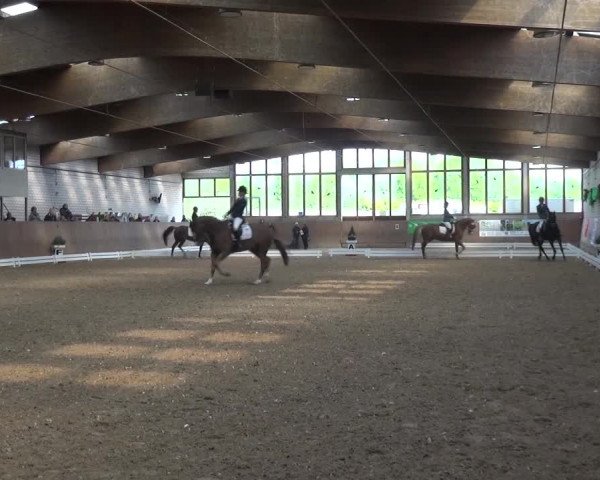 Reitturnier Leverkusen-Rheindorf 2016