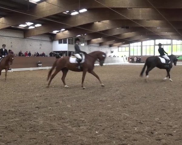 Reitturnier Leverkusen-Rheindorf 2016