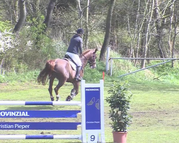 Reitturnier Heide-Hochfeld 2016