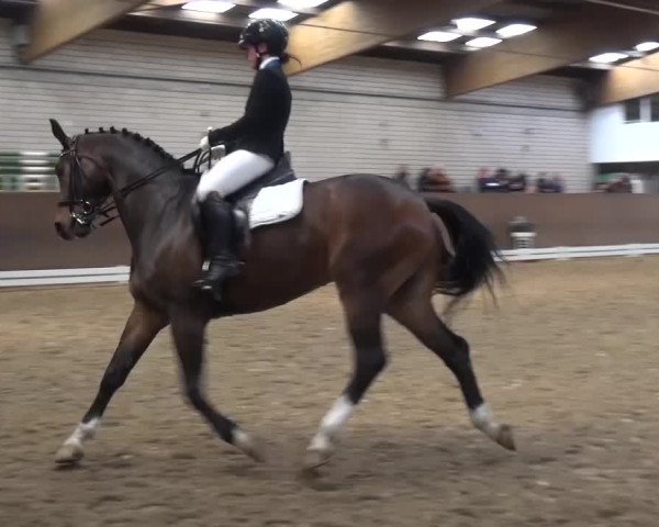 Reitturnier Leverkusen-Rheindorf 2016