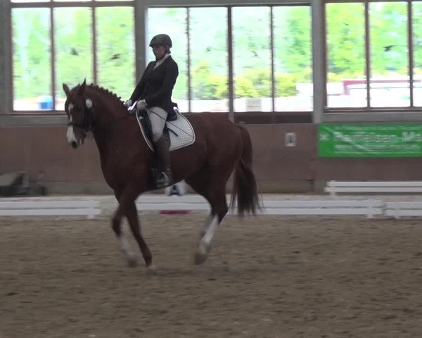 Reitturnier Leverkusen-Rheindorf 2016