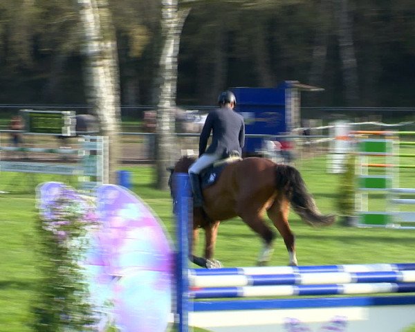 Springturnier Wildeshausen 2016
