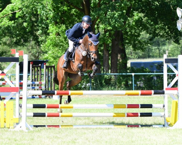 broodmare Coralie Pj (Hanoverian, 2014, from Commissario)