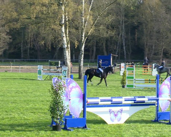 Springturnier Wildeshausen 2016