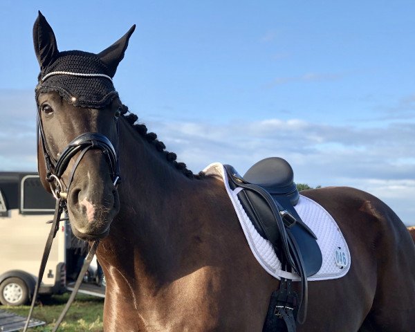 dressage horse Quentino 42 (Hanoverian, 2013, from Quasar de Charry)