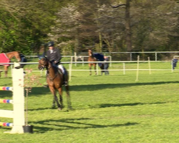 Springturnier Wildeshausen 2016