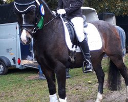 dressage horse Ernesto 85 (Welsh-Pony (Section B), 2000, from Lemonshill Little Emperor)