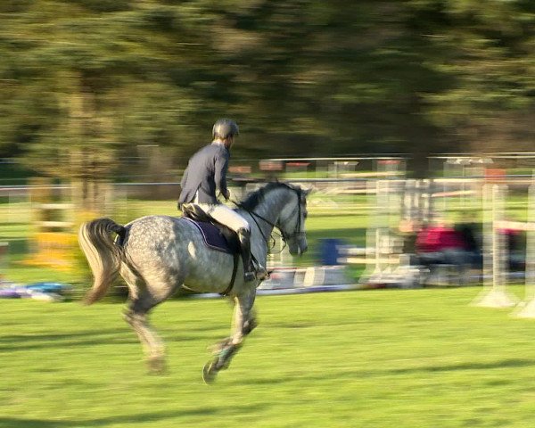 Springturnier Wildeshausen 2016