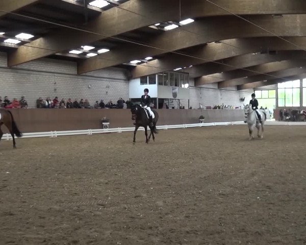 Reitturnier Leverkusen-Rheindorf 2016