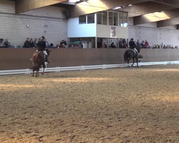 Reitturnier Leverkusen-Rheindorf 2016