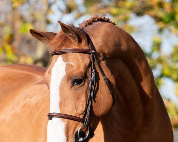 horse Hans Anders (KWPN (Royal Dutch Sporthorse), 2012, from Andiamo)