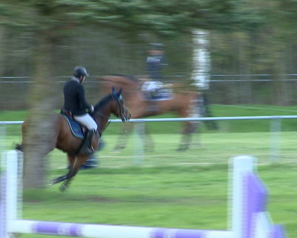 Springturnier Wildeshausen 2016
