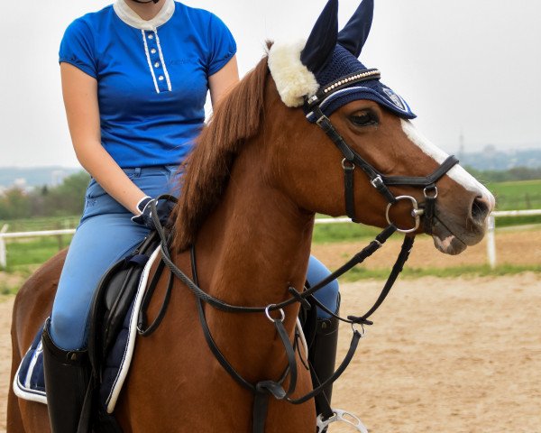 horse Golden Greta (German Riding Pony, 2012, from Golden Rock)