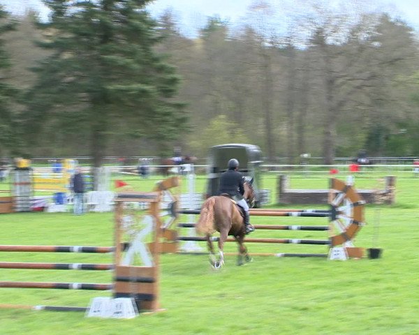 Springturnier Wildeshausen 2016