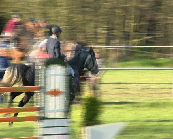 Springturnier Wildeshausen 2016