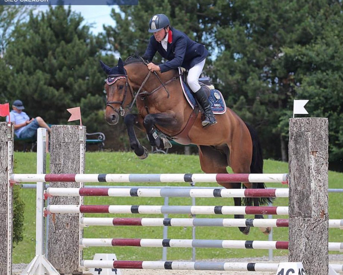Springpferd Calador 9 (Deutsches Sportpferd, 2011, von Chap 47)