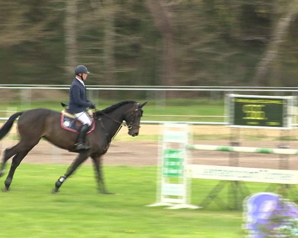 Springturnier Wildeshausen 2016