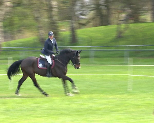 Springturnier Wildeshausen 2016