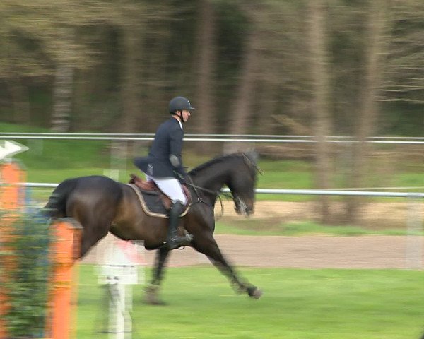 Springturnier Wildeshausen 2016