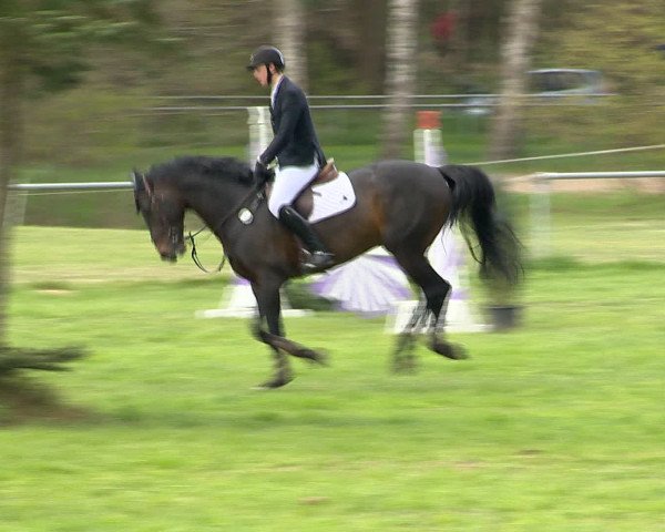 Springturnier Wildeshausen 2016