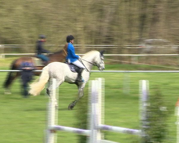 Springturnier Wildeshausen 2016