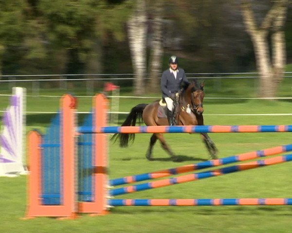 Springturnier Wildeshausen 2016
