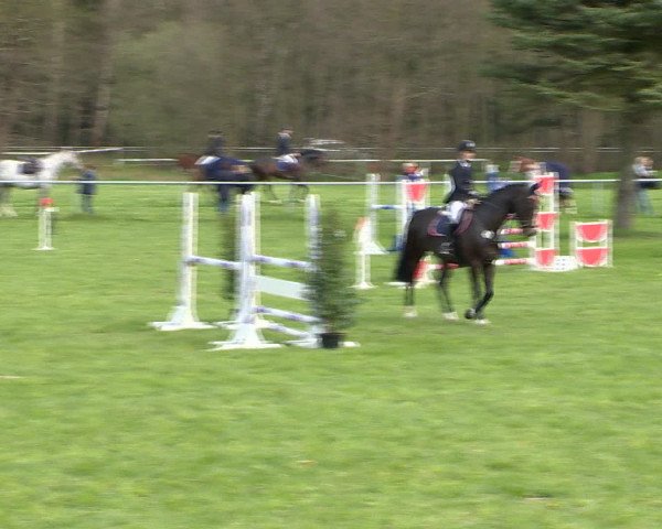 Springturnier Wildeshausen 2016