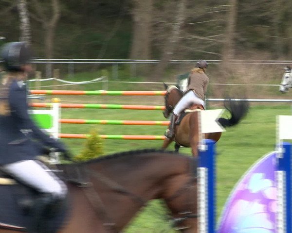 Springturnier Wildeshausen 2016