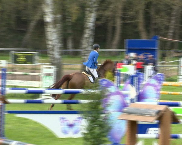 Springturnier Wildeshausen 2016