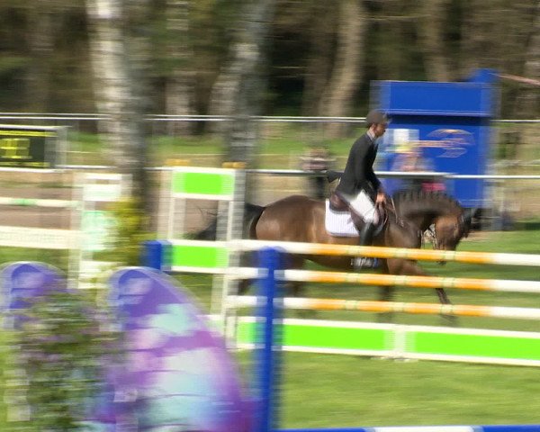 Springturnier Wildeshausen 2016
