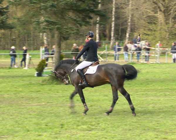 Springturnier Wildeshausen 2016