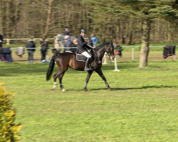 Springturnier Wildeshausen 2016