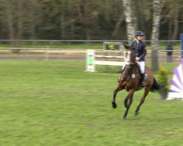 Springturnier Wildeshausen 2016