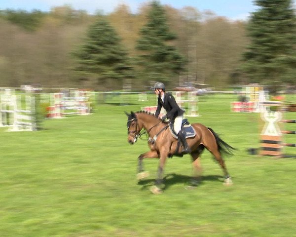 Springturnier Wildeshausen 2016