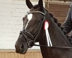 dressage horse D'Jane (Hanoverian, 2013, from Deveraux 3)