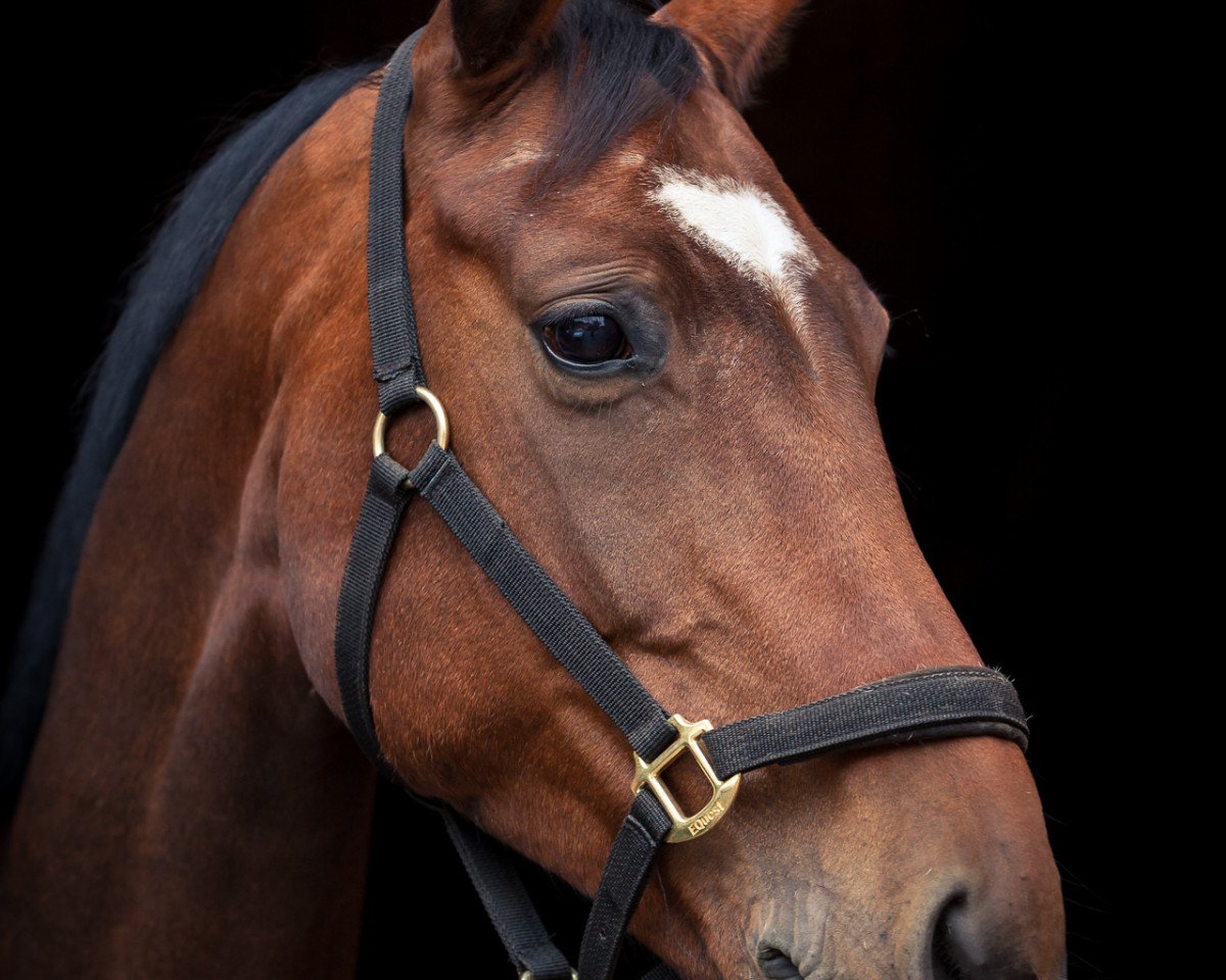 Chovná klisna Lorali (Westfálský kůň, 2011, od Likant)