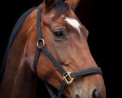 broodmare Lorali (Westphalian, 2011, from Likant)