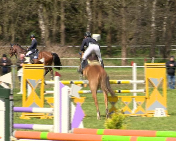 Springturnier Wildeshausen 2016