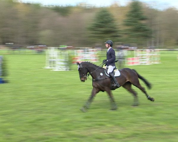 Springturnier Wildeshausen 2016