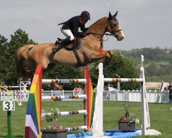 jumper Syrus du Vinnebus (Selle Français, 2006, from Allegreto)