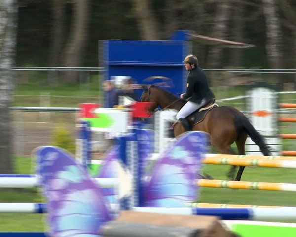 Springturnier Wildeshausen 2016