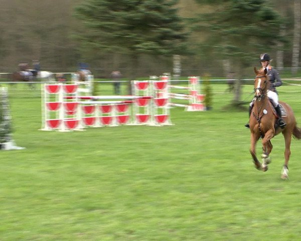 Springturnier Wildeshausen 2016