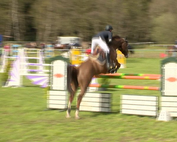 Springturnier Wildeshausen 2016