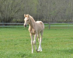 horse Amica W (German Riding Pony, 2020, from Albert Einstein)